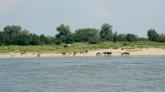 Am linken Ufer steht eine Heerde der dort (relativ) frei lebenden Wildpferde.